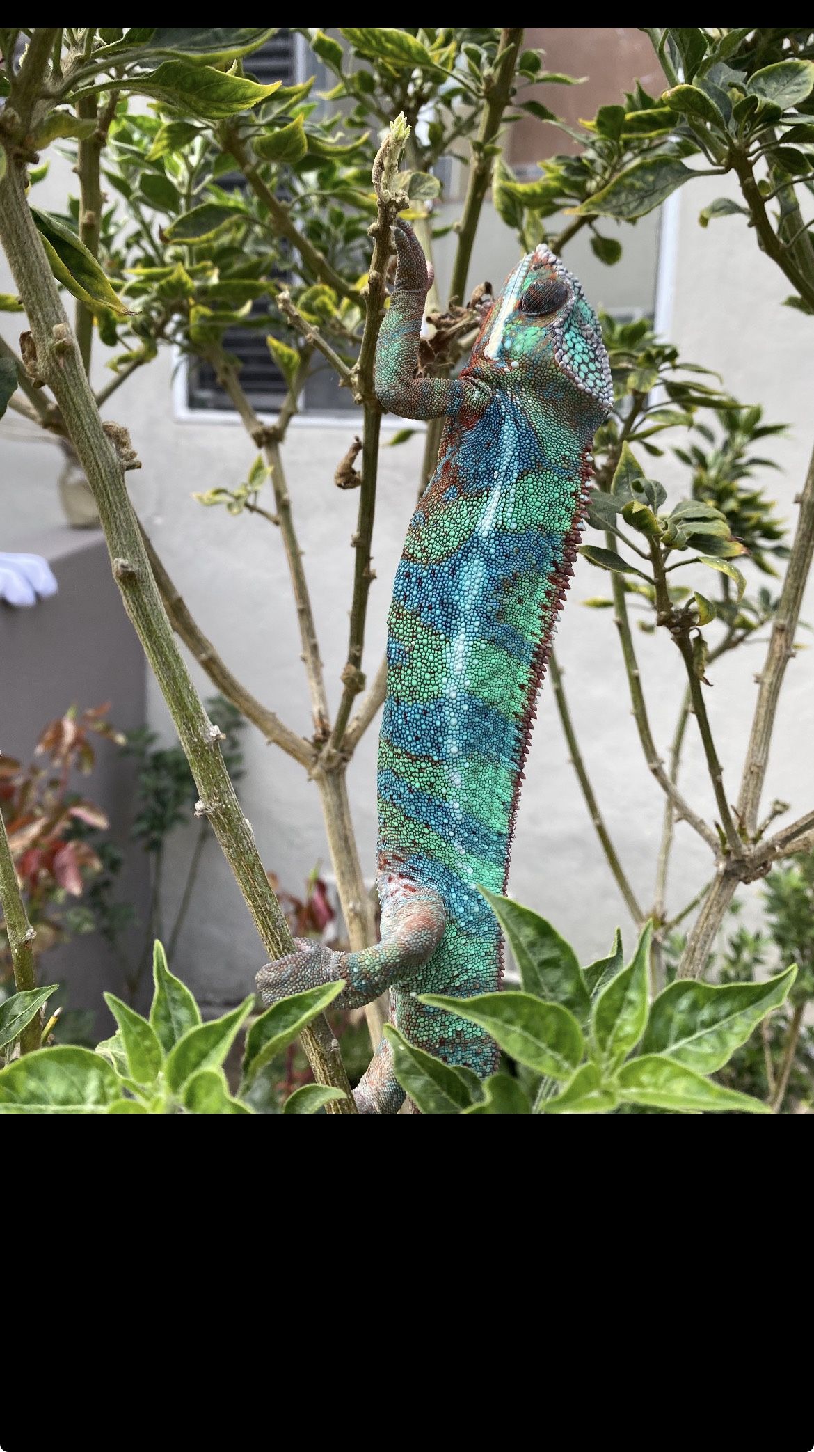 Fake Panther Chameleon Cage 