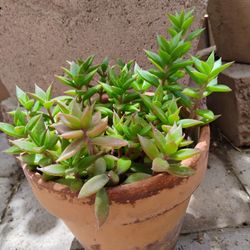 Succulents 