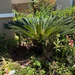 Sago Palms