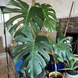 Large Monstera Plant