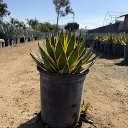 AGAVE QUAD COLOR