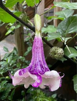 Double Purple and White Angel Trumpet