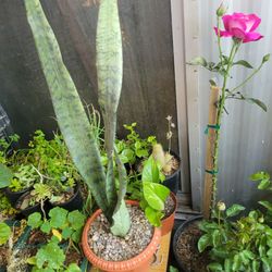 Lengua De Suegra