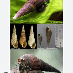 Malaysian trumpet snails 🐌 5for$10 (pond, aquarium, fish tank)