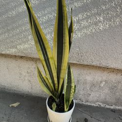Snake Plant In Ceramic Pot