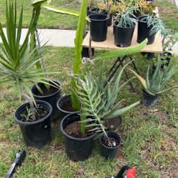 Plants For Sale 