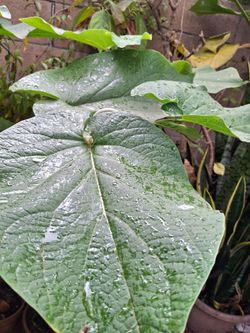 Planta