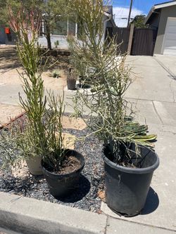 Free  firestick succulent plant