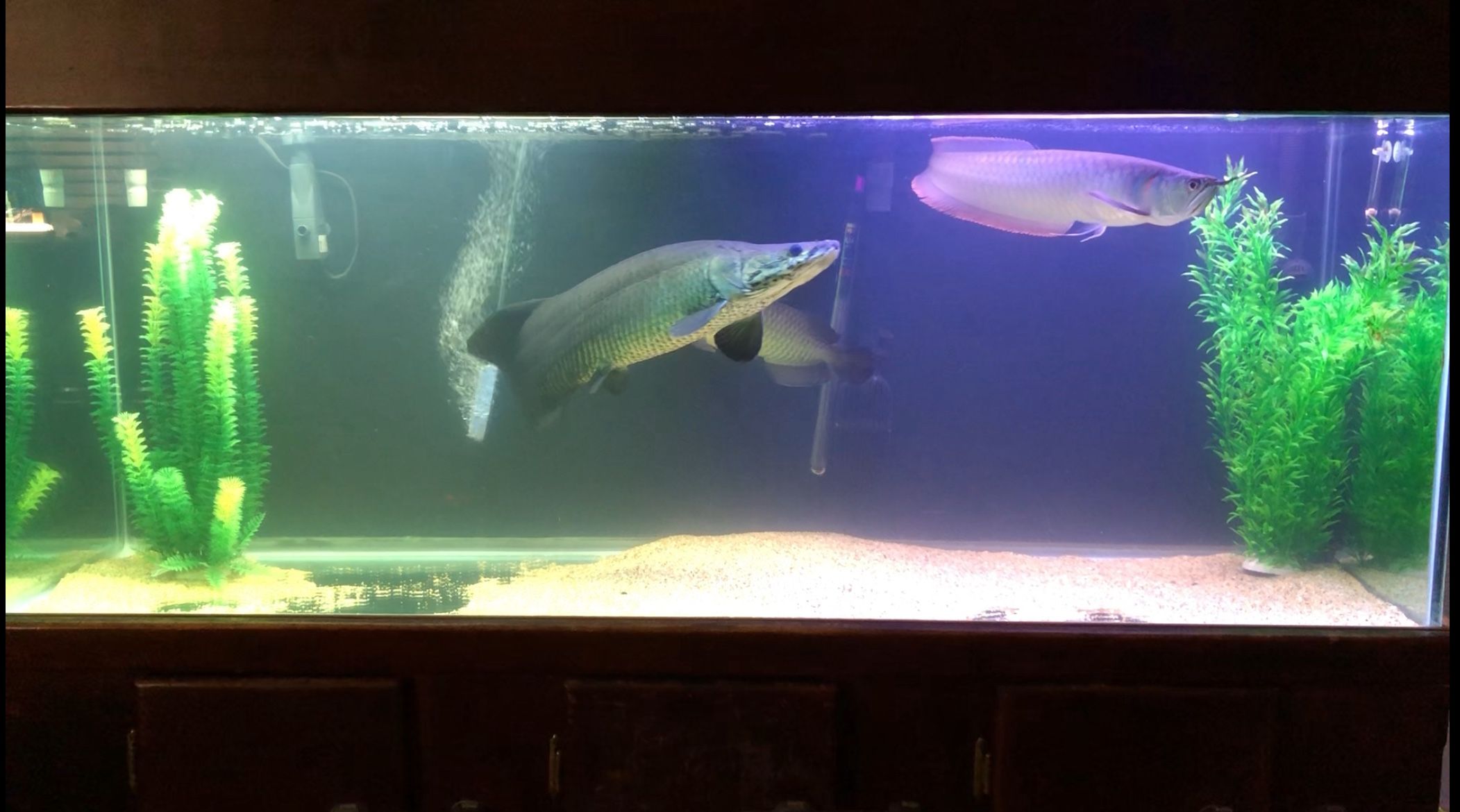 110 Gallon Glass Fish Tank