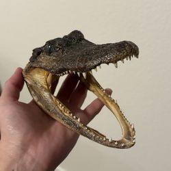 Small Taxidermy Alligator Head