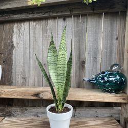 Indoor Mother-in-Law or Snake Plant