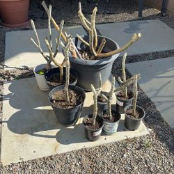 White Flower Plumeria. 