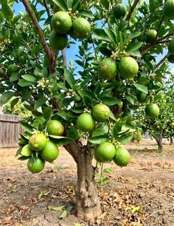 Green Bearss Limes trees / Arboles De Limón verde sin semilla $40.00 each