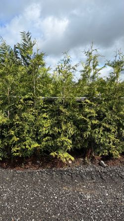 Green Giants (6-7’)