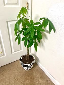 Money 💰 tree 🌴 Plant 🪴