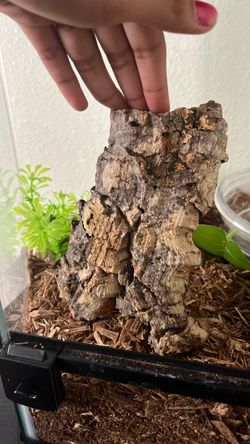Small reptile log