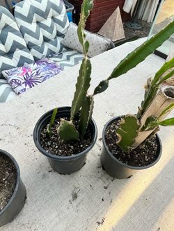 Dragon fruit plants