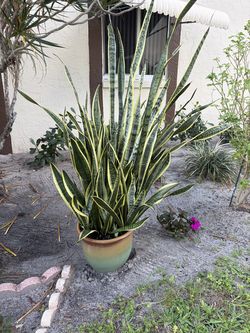 snake plant or best offer