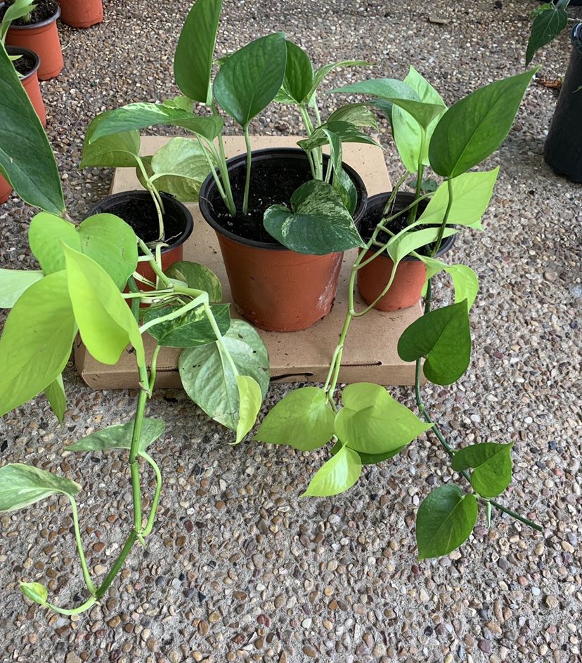 Money plants/pothos ivy (2variety in 1 pot)