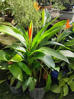 Heliconias on Sale! From $35🧡