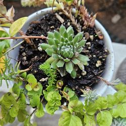 Garden Plant Succulent In Ceramic Pot, Inside Or Outside