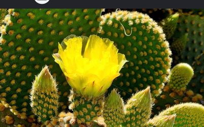 Cactus opuntia mivrodasys