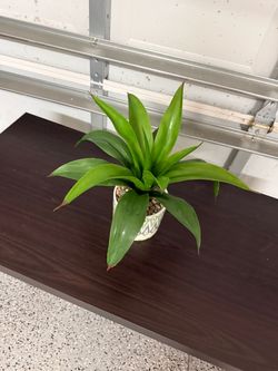 Small faux house plant
