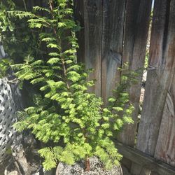 3 To 4' Tall Dawn Redwood