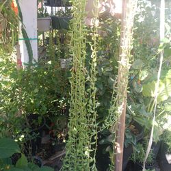 Banana Plant En Colgadera 