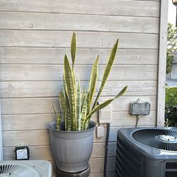 Large cluster of Snake plant/20+gallon plastic grey pot. Very healthy with new shoots.