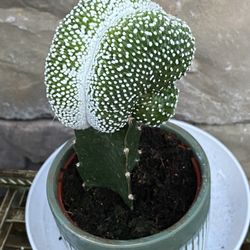 Cactus In Ceramic Pot