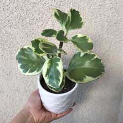 Beautiful Variegated Peperomia Plant With Pot