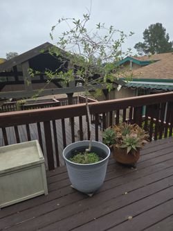 Potatoes Bush Trees, Two in large planters