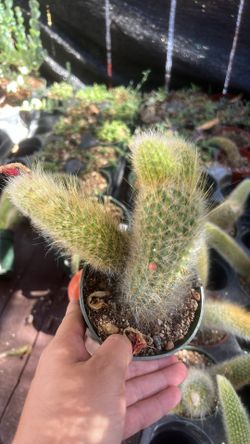 Monkey Tail Cactus 