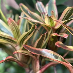 Neoregelia iphigenie Bromeliad Plant
