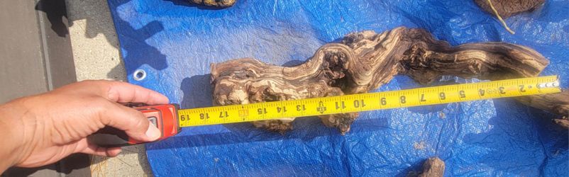Natural Driftwood Piece About 19 Inches