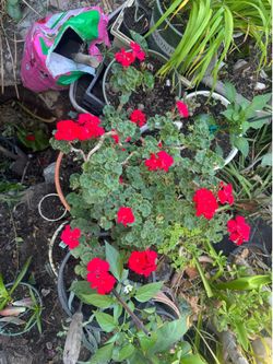 Beautiful flowers geranium pot size 12 Round x 11 tall. Plant & pot is 27 inch tall.