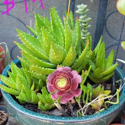 Different Varieties Of Succulents $14 Plants Only. Pot Not Included