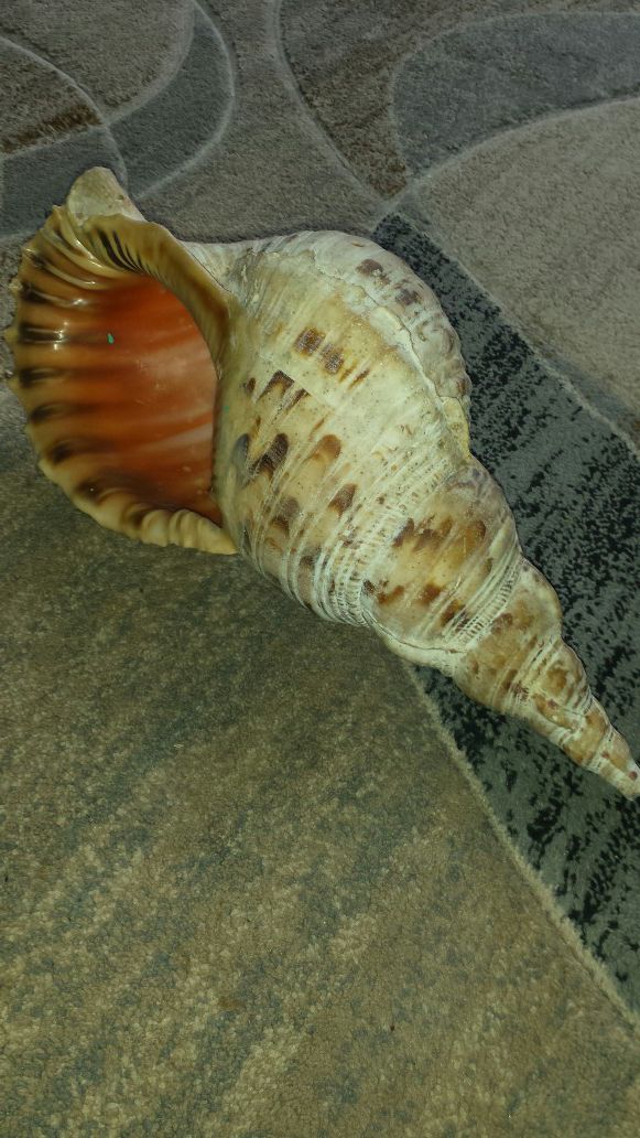 16" Seashell
