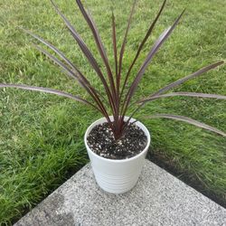 So Fine Cordyline In Stylish Ceramic Planter 