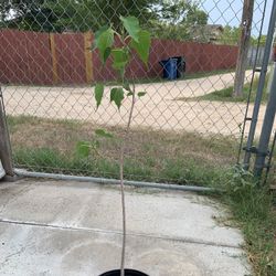 Ficus religiosa or Sacred fig or Flecha De indio