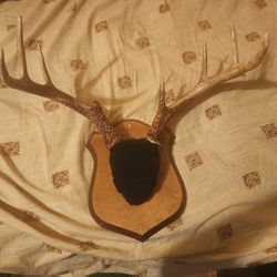 Deer Mount 8 Point