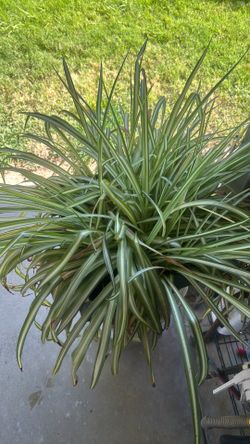Planta