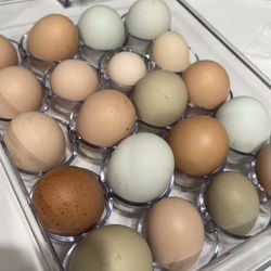 Hatching Eggs