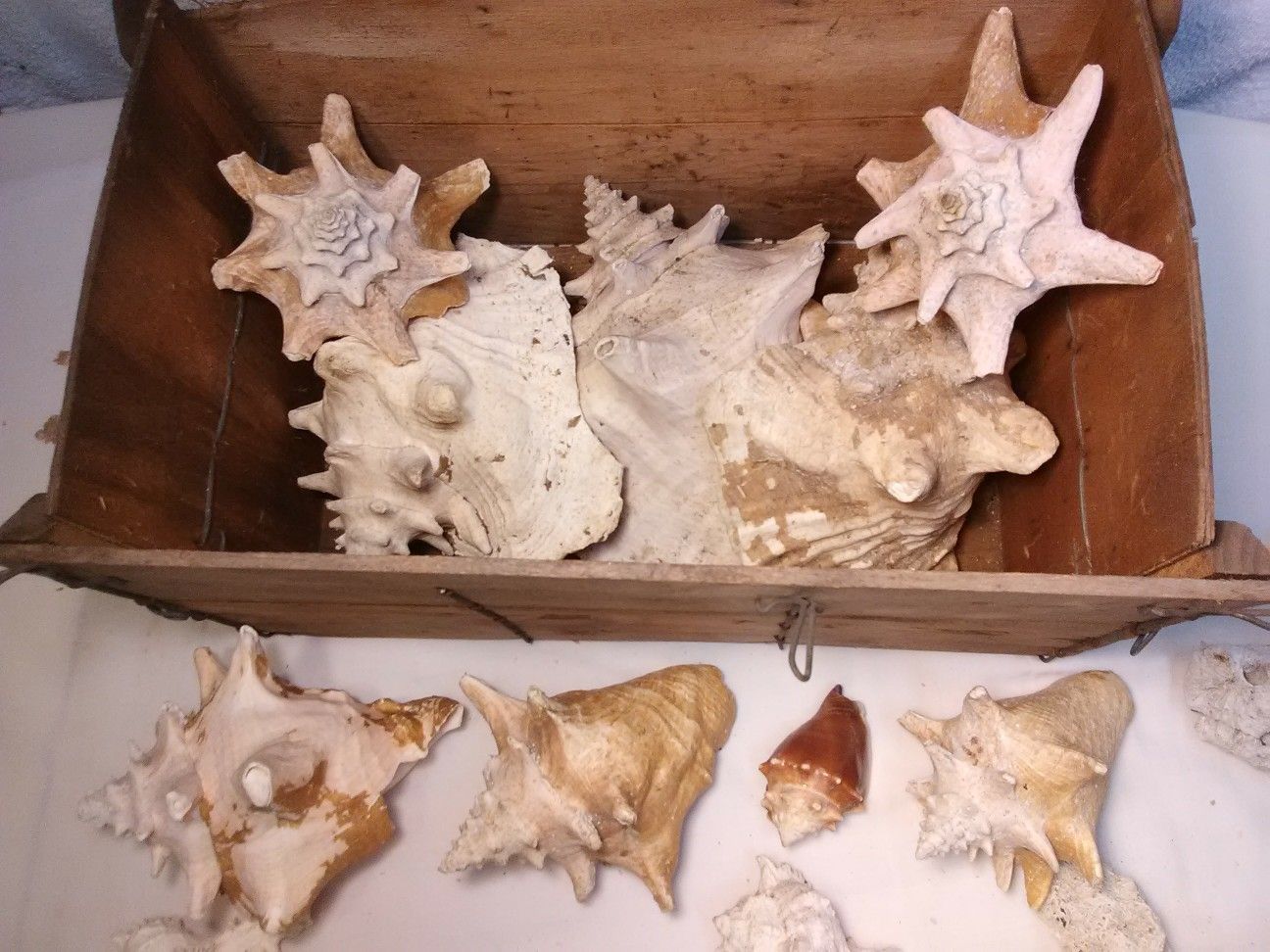 A Lot of Sea Shells - All for $10! Conchs, etc., etc.
