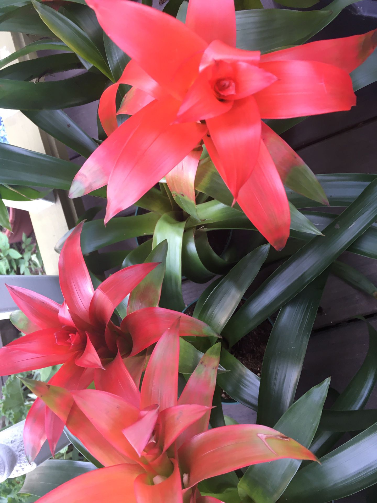 Discounted! Red flowering Bromeliads great foliage leaf potted plants 12”-18” tall