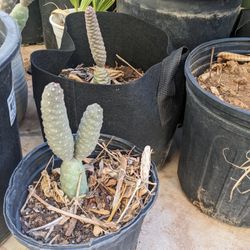 Pinecone Cactus Succulent 