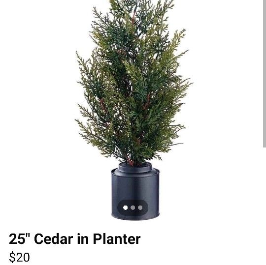25" Cedar In Planter 