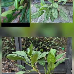 🪴Large Dieffenbachia AKA  Dumb Cane / Leopard Lily 2 FT Tall