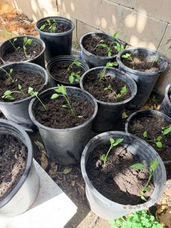 Black Cobra Pepper